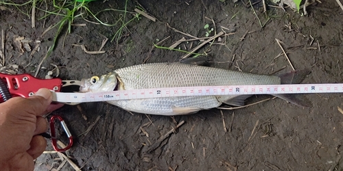 ワタカの釣果