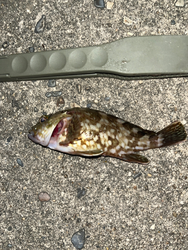 カサゴの釣果