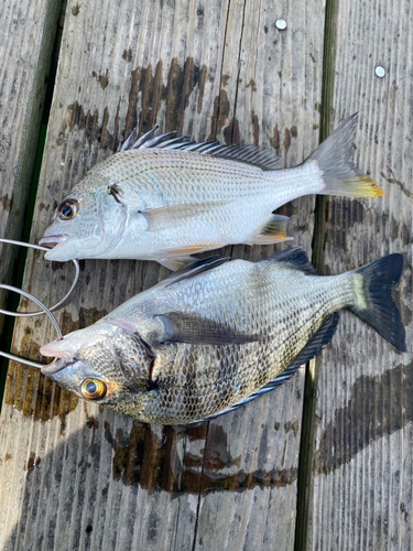 キビレの釣果