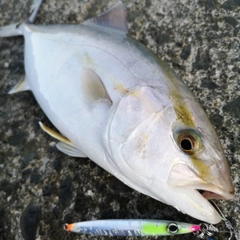 カンパチの釣果