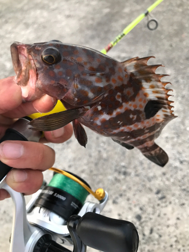 アコウの釣果