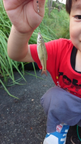 モツゴの釣果