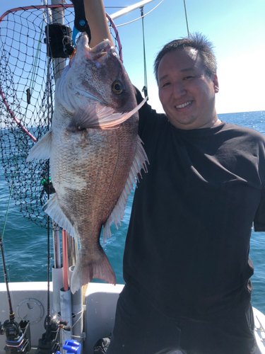 マダイの釣果