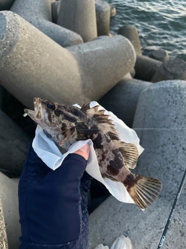 タケノコメバルの釣果