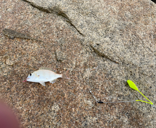 マダイの釣果