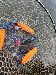 ニジマスの釣果