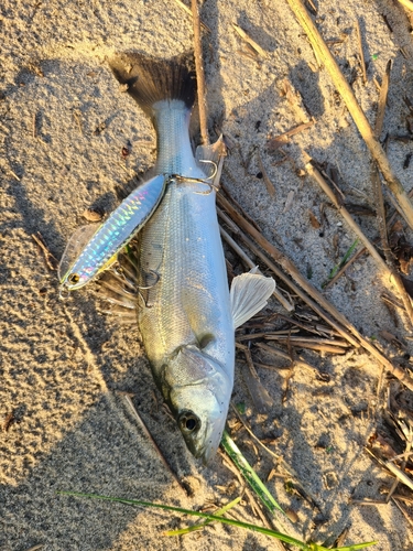 セイゴ（マルスズキ）の釣果