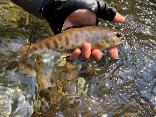 ヤマメの釣果