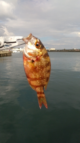 チャリコの釣果