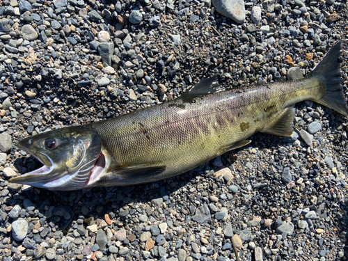 アキアジの釣果