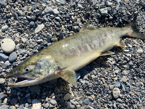 アキアジの釣果