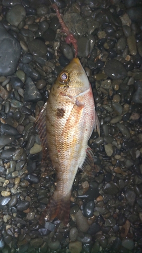 イトフエフキの釣果