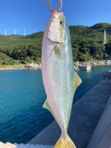 ハマチの釣果