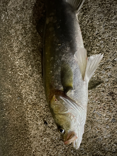 スズキの釣果