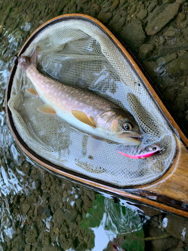 アメマスの釣果