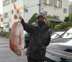 マダイの釣果