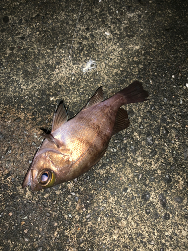 アカメバルの釣果