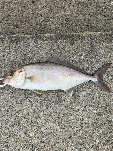 ネリゴの釣果