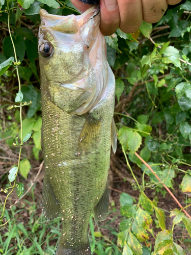 ラージマウスバスの釣果