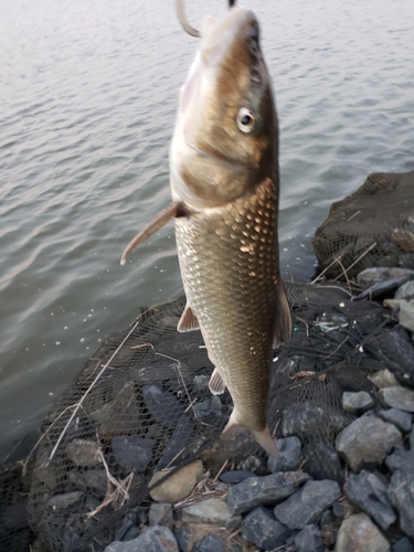 ニゴイの釣果