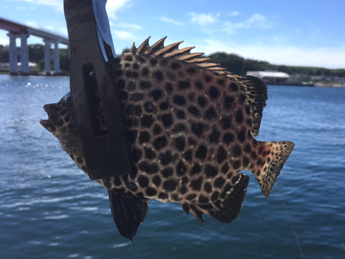 イシガキダイの釣果