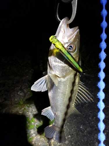 スズキの釣果