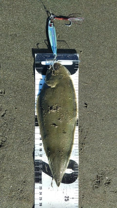 シタビラメの釣果