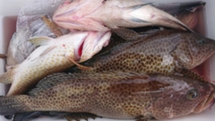 オオモンハタの釣果