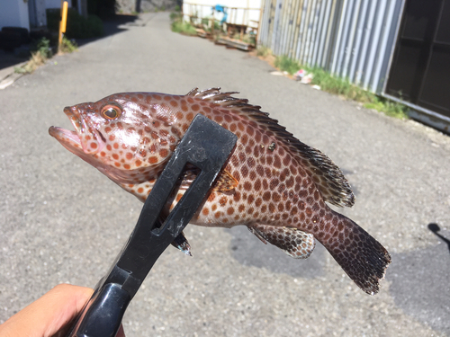 オオモンハタの釣果