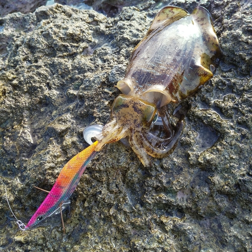 アオリイカの釣果