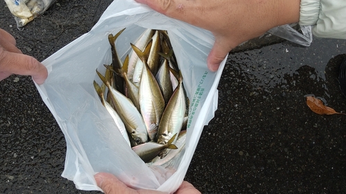 アジの釣果