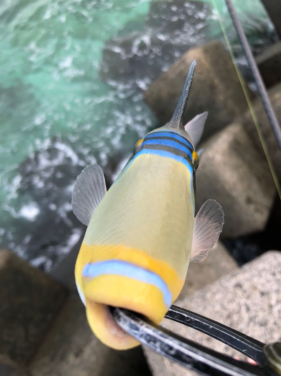 ムラサメモンガラ