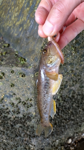 ハゼの釣果