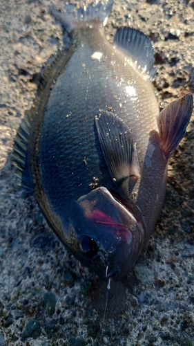 メジナの釣果