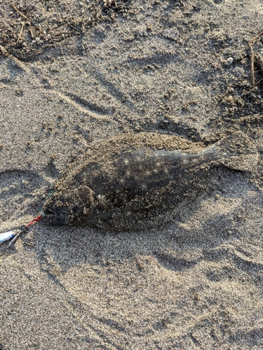 ソゲの釣果