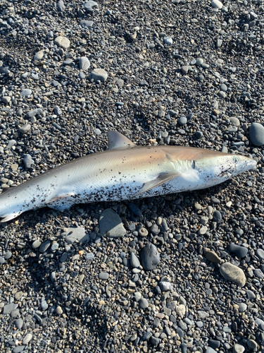 サメの釣果