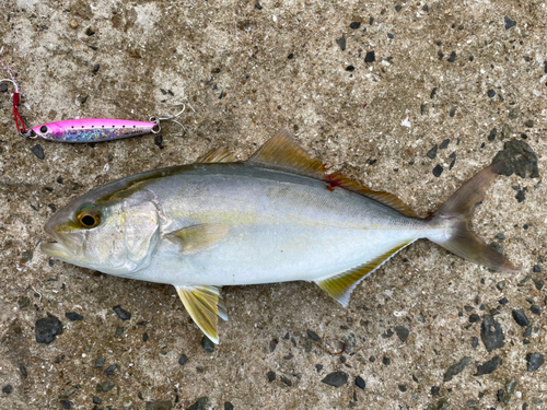 ネリゴの釣果