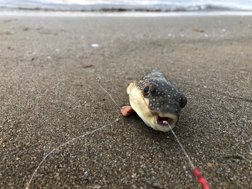 クサフグの釣果