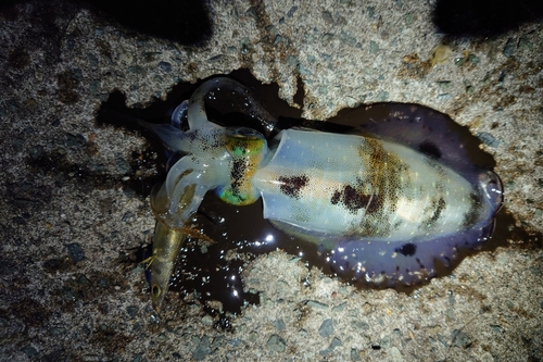 アオリイカの釣果