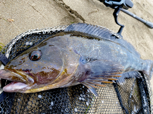 アイナメの釣果