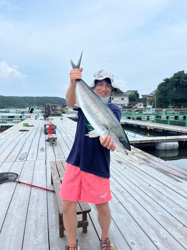 ヒラマサの釣果