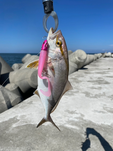 ネリゴの釣果