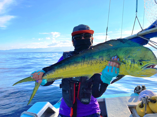 シイラの釣果