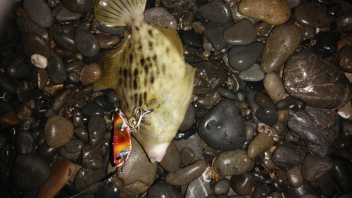 カワハギの釣果