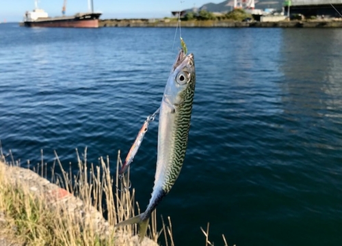 サバの釣果