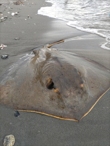 アカエイの釣果