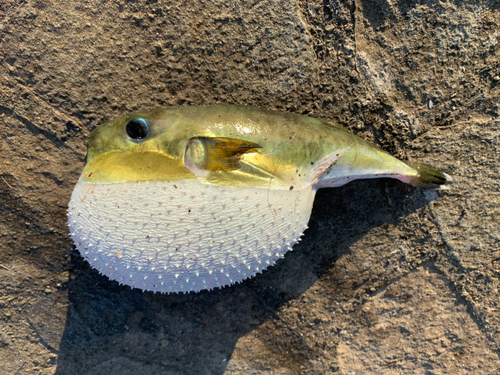 シロサバフグの釣果