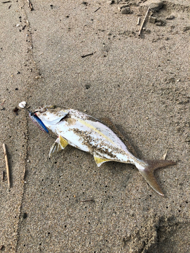 ショゴの釣果