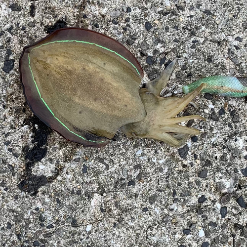 モンゴウイカの釣果