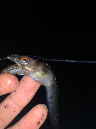 ウミヘビの釣果